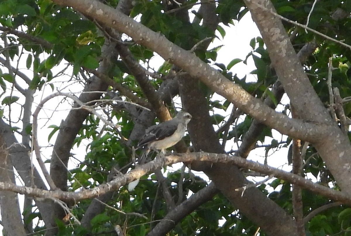 Tropical Mockingbird - ML643500703