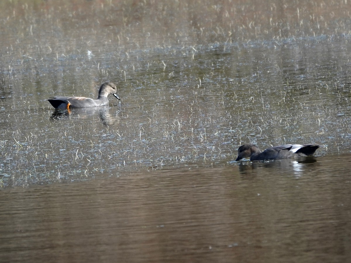 Gadwall - ML643500705