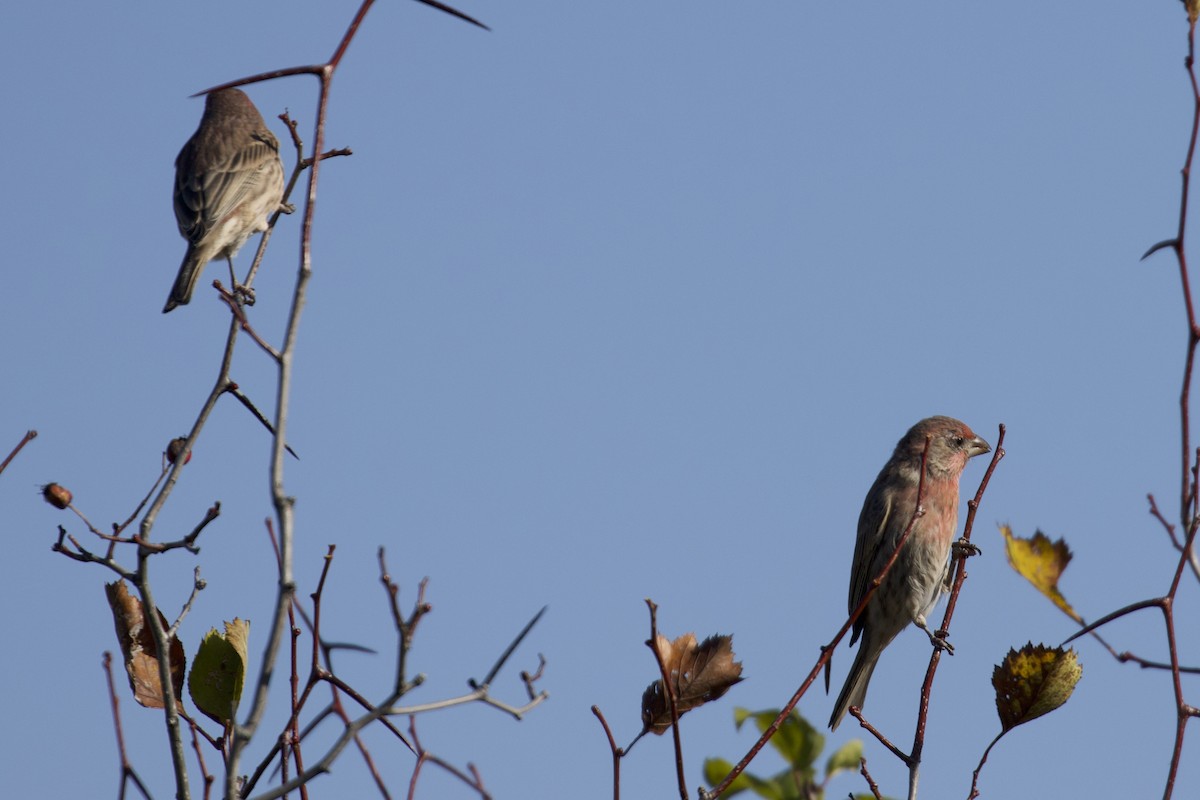 House Finch - ML643500707