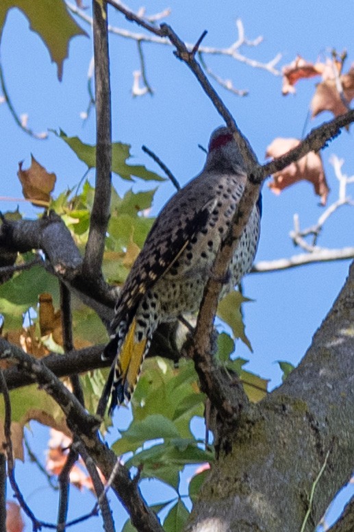 datel zlatý (ssp. auratus/luteus) - ML643500711