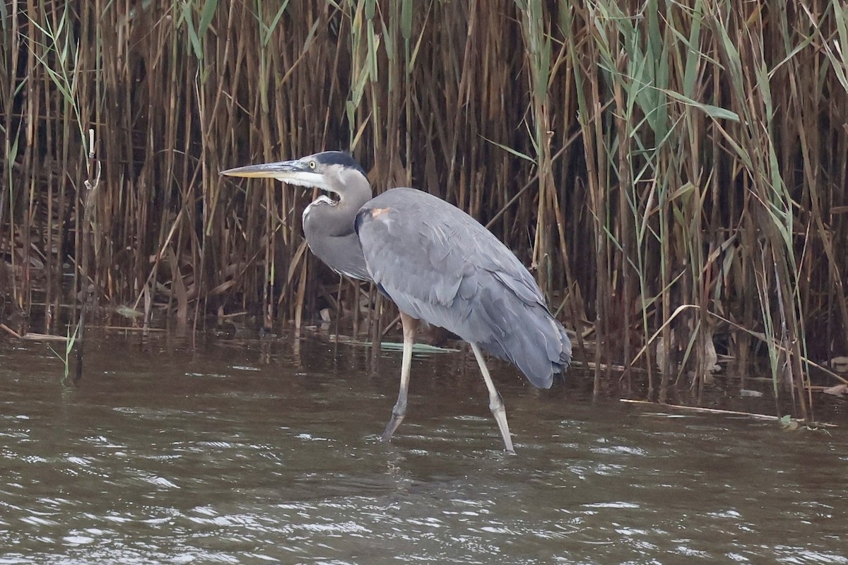 Garza Azulada - ML643500714