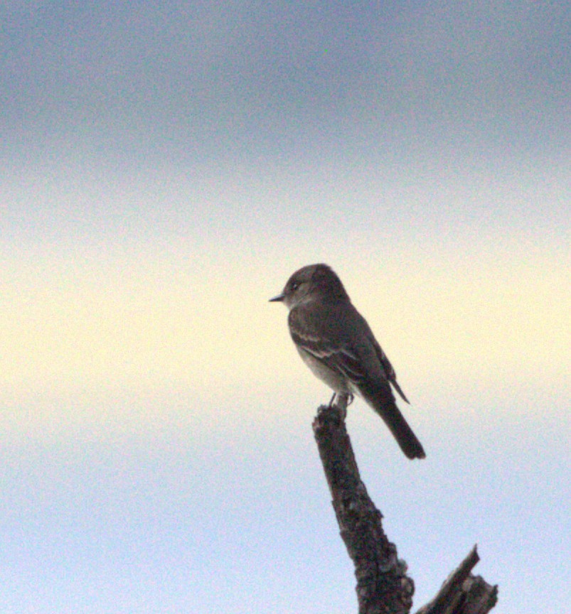 Western Wood-Pewee - ML643500726