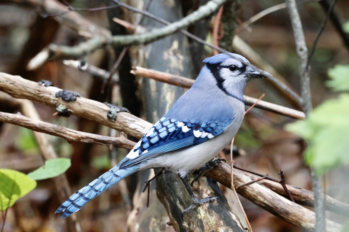 Blue Jay - ML643500730
