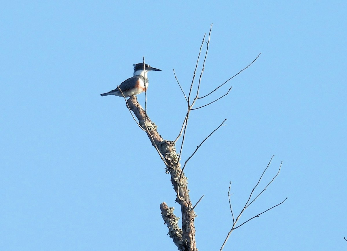 Martín Gigante Norteamericano - ML643500731