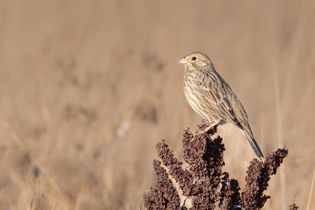 ハタホオジロ - ML643500735