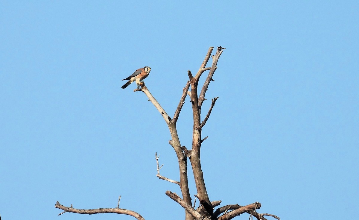 Cernícalo Americano - ML643500760