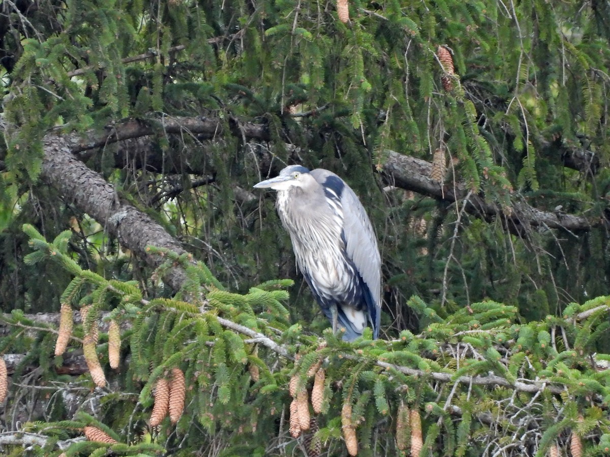 Garza Azulada - ML643500787