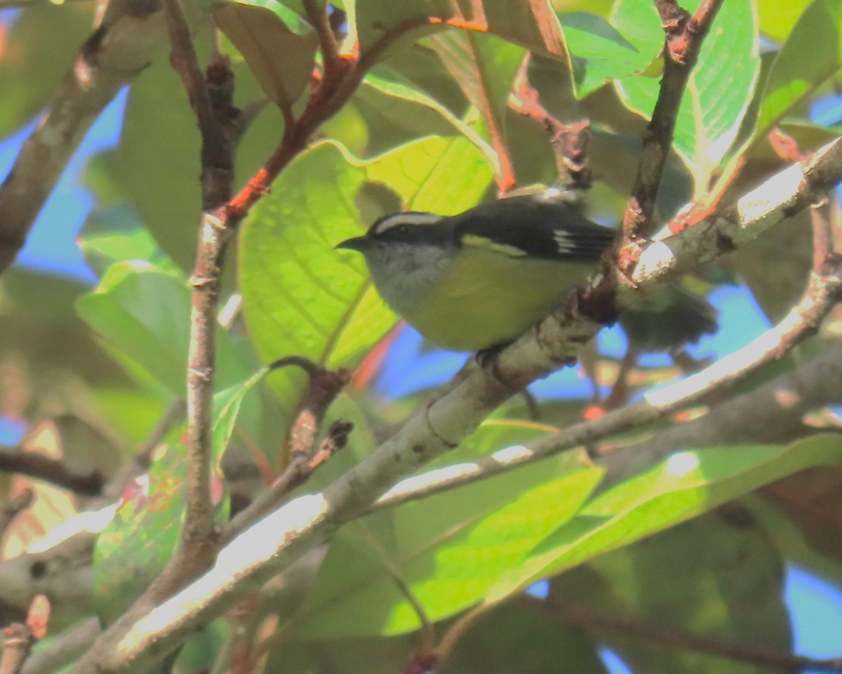 Bananaquit - ML643500791