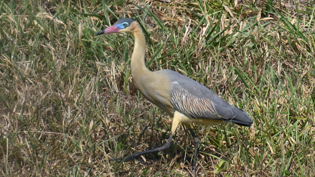 Whistling Heron - ML643500793