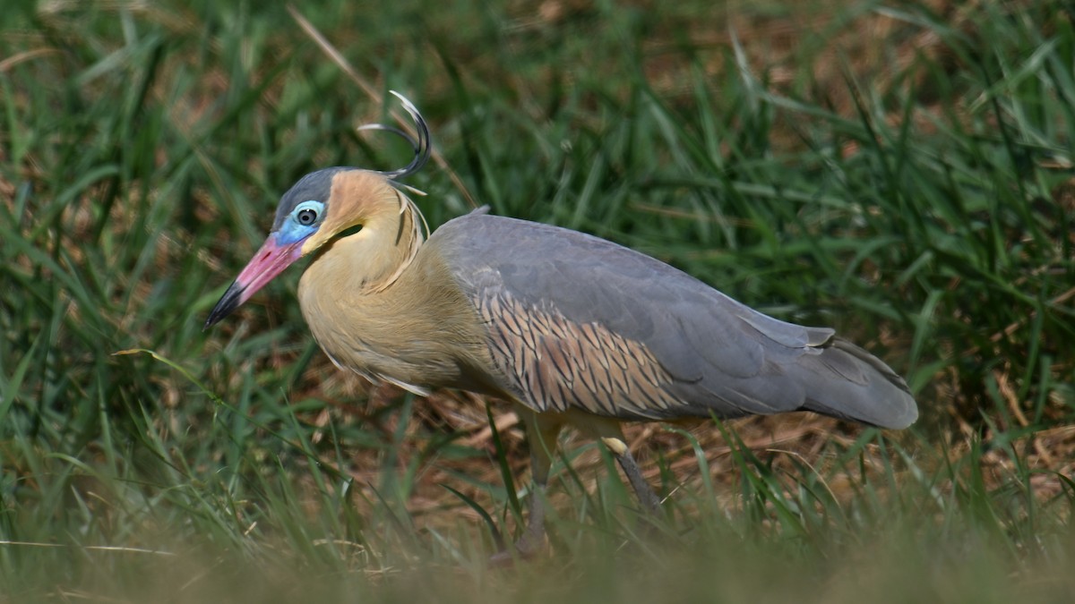 Whistling Heron - ML643500797
