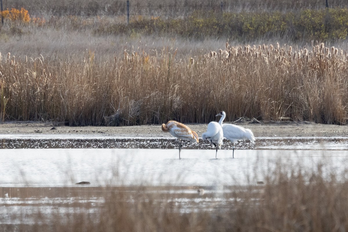 Whooping Crane - ML643500804