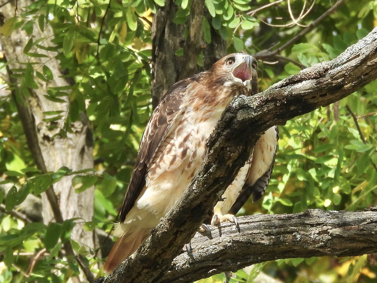 Red-tailed Hawk - ML643500809