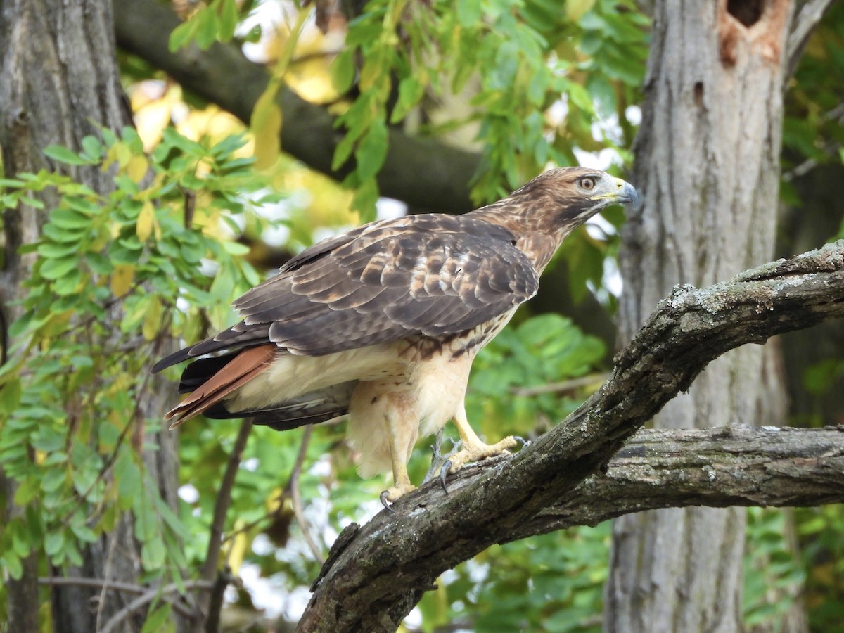 Red-tailed Hawk - ML643500812