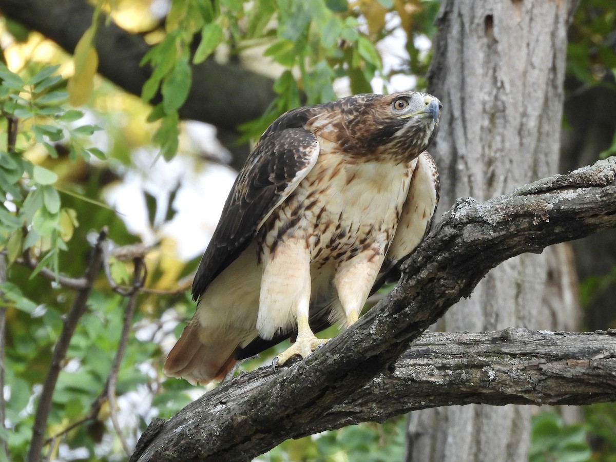 Red-tailed Hawk - ML643500813