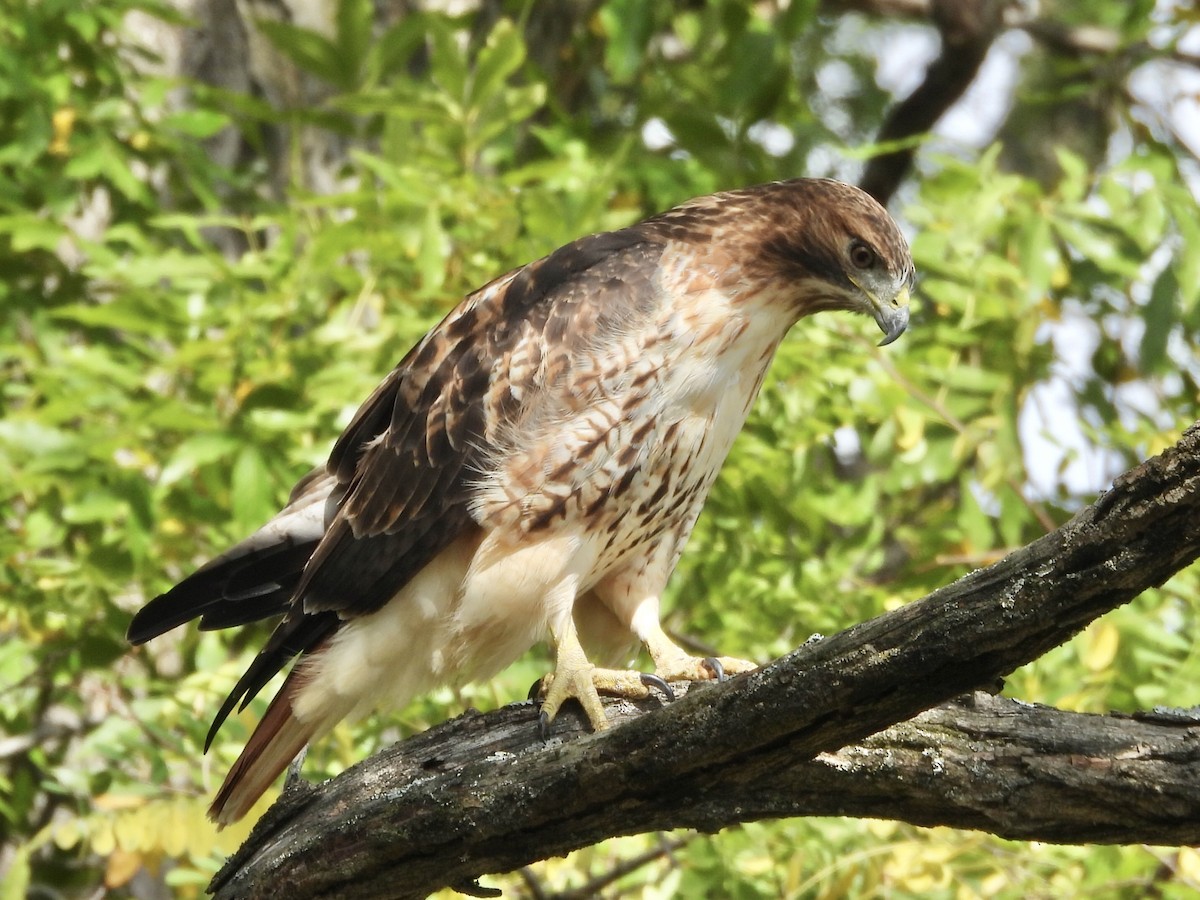 Red-tailed Hawk - ML643500815