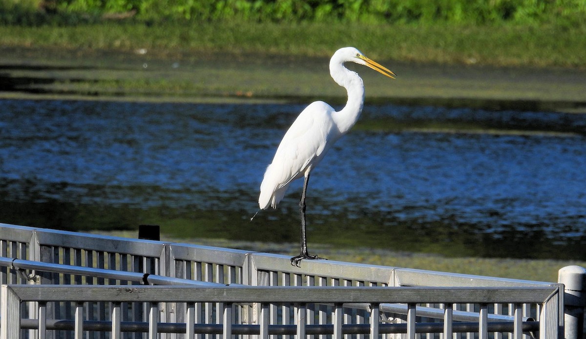 Garceta Grande - ML643500817