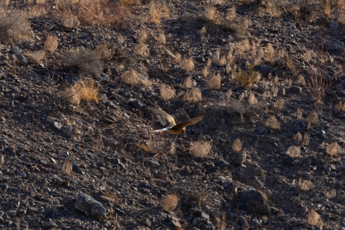 Northern Harrier - ML643500821