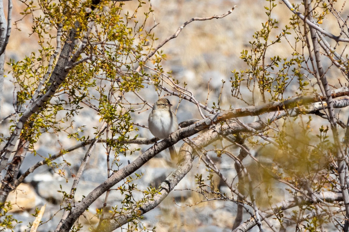 Chipping Sparrow - ML643500829