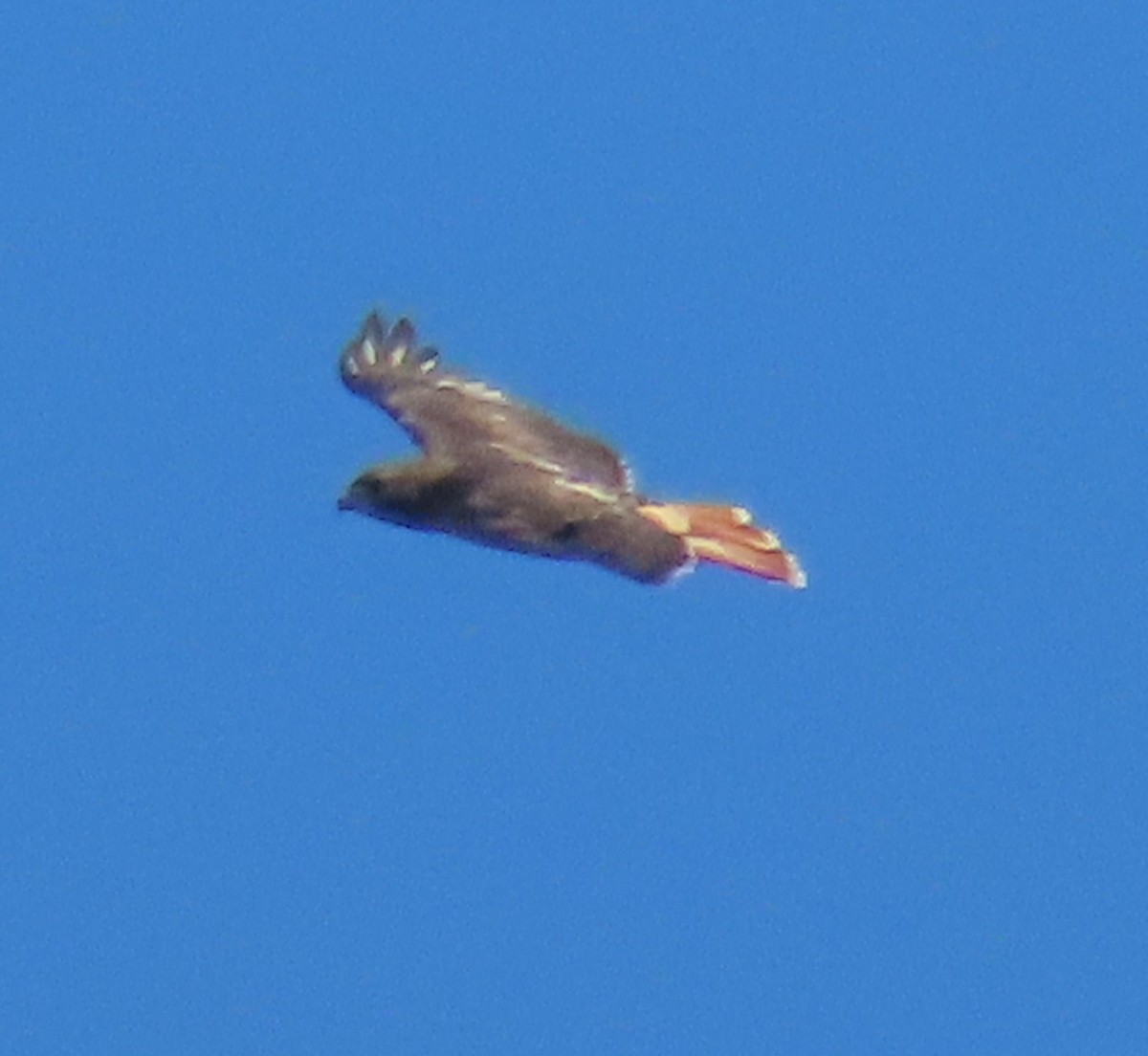 Red-tailed Hawk - ML643500830