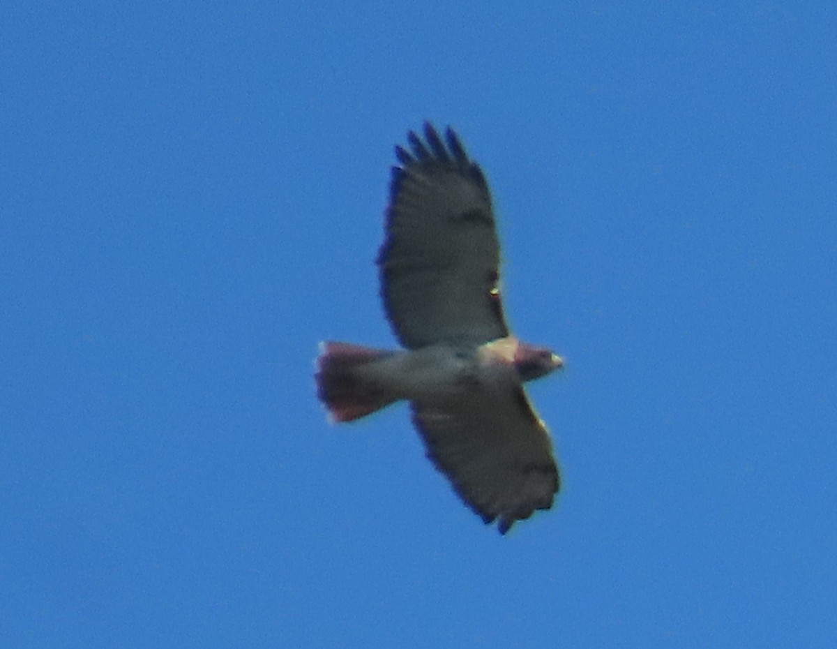 Red-tailed Hawk - ML643500831