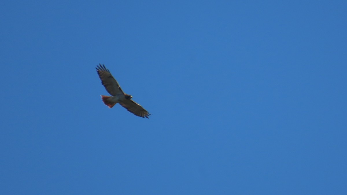 Red-tailed Hawk - ML643500832