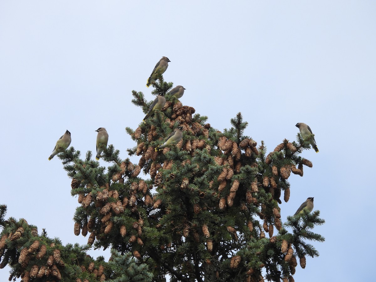 Cedar Waxwing - ML643500833