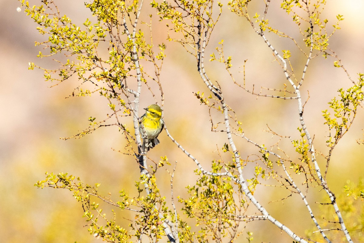 Townsend's Warbler - ML643500837