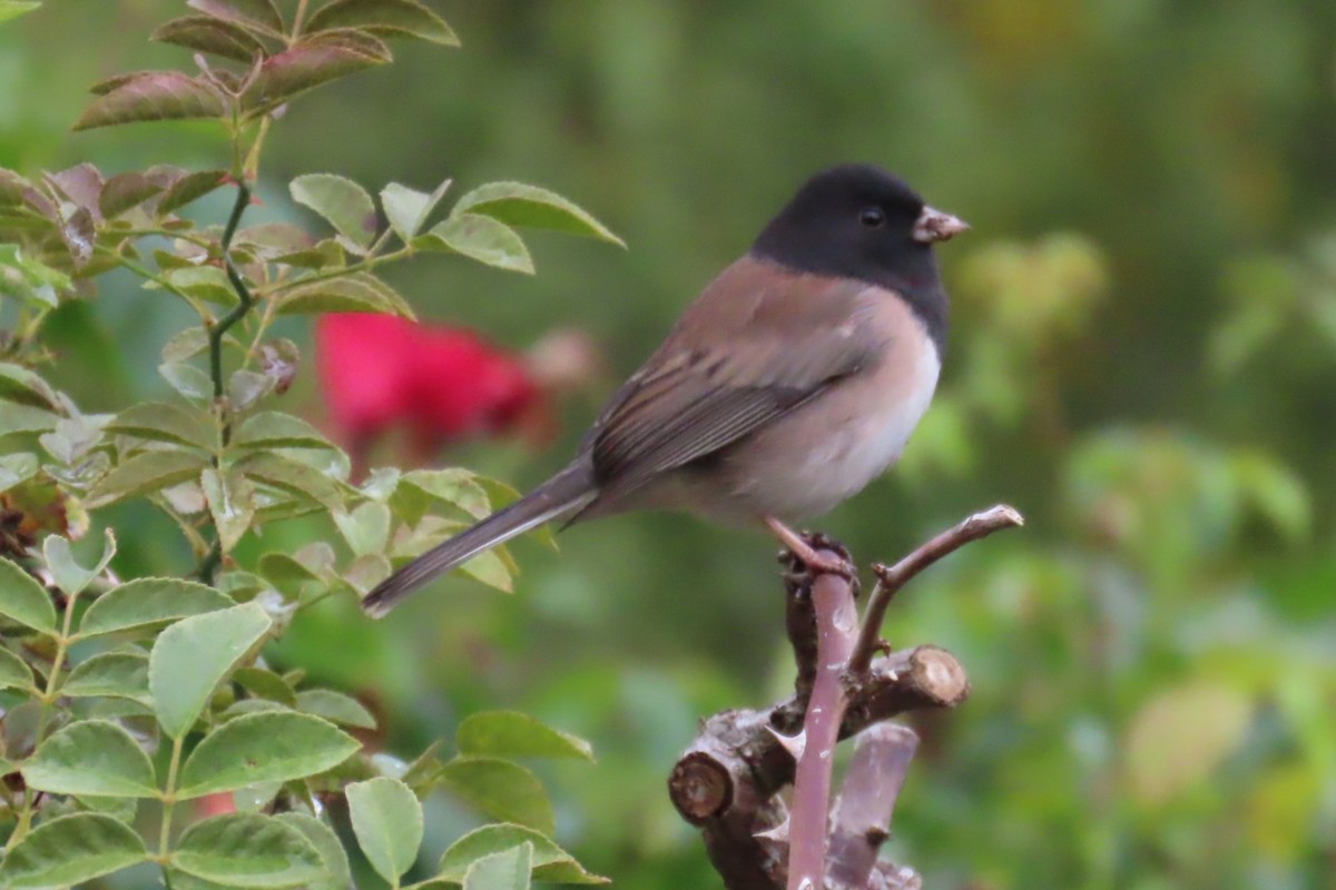 Dark-eyed Junco - ML643500855