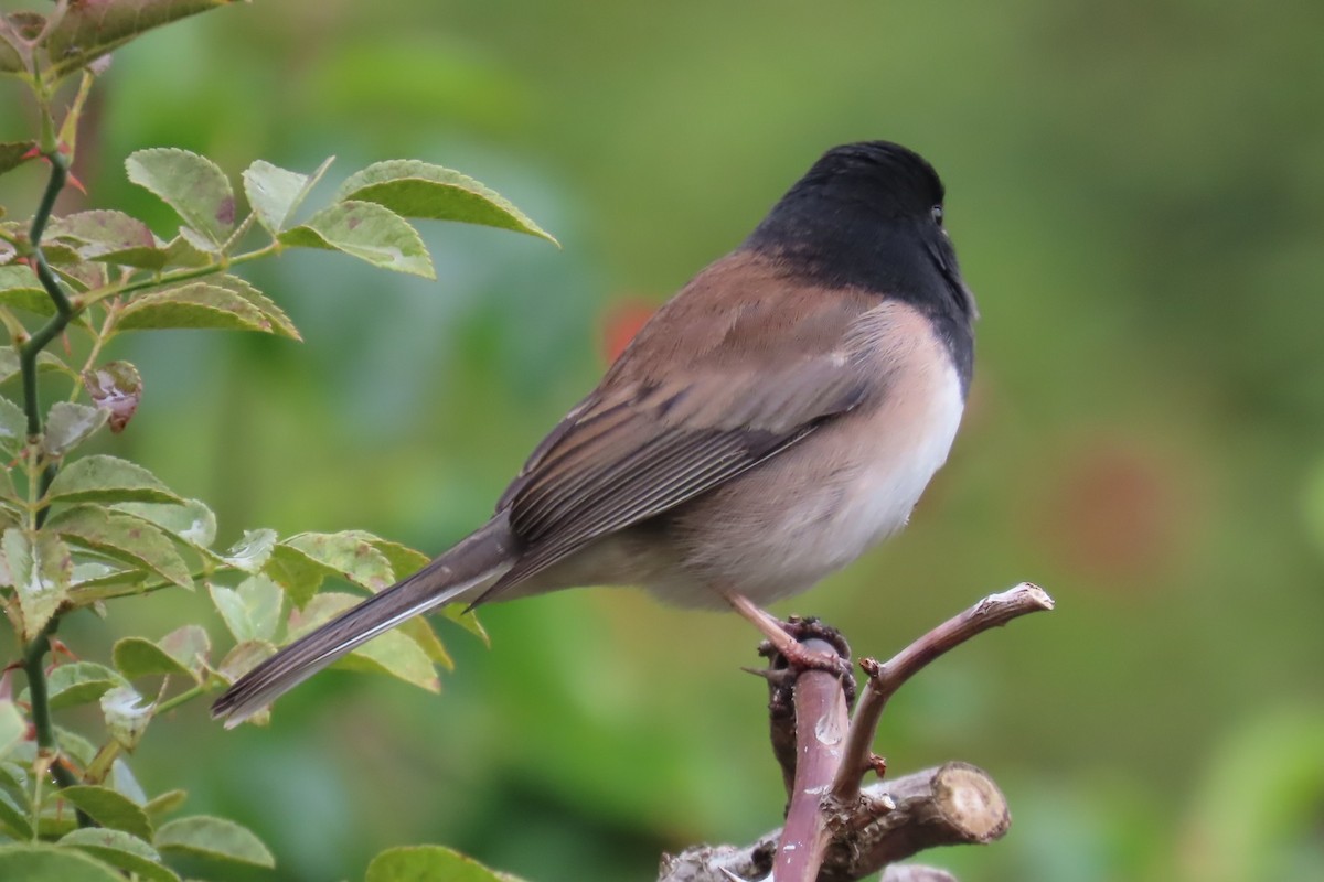 Dark-eyed Junco - ML643500859