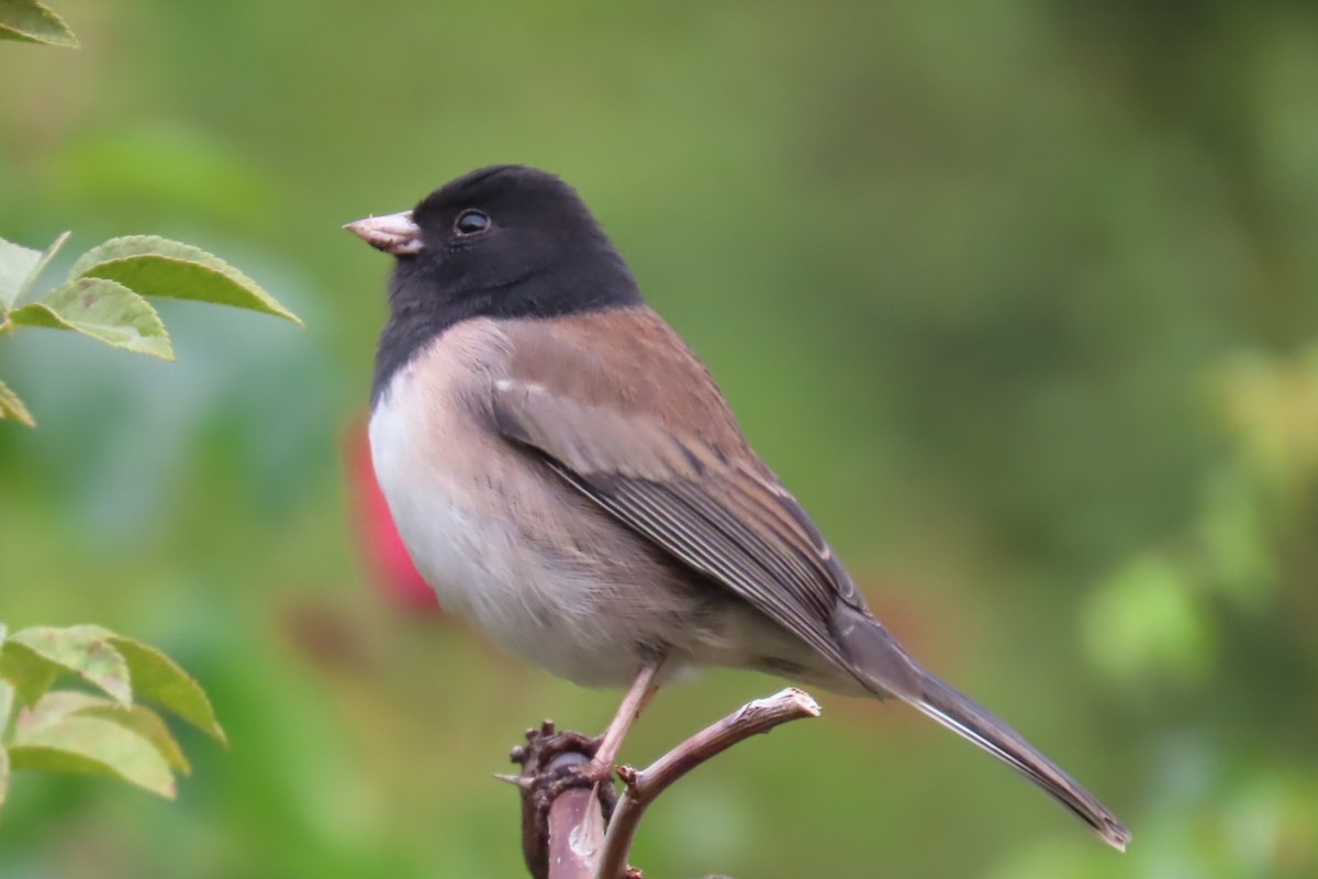 Dark-eyed Junco - ML643500864