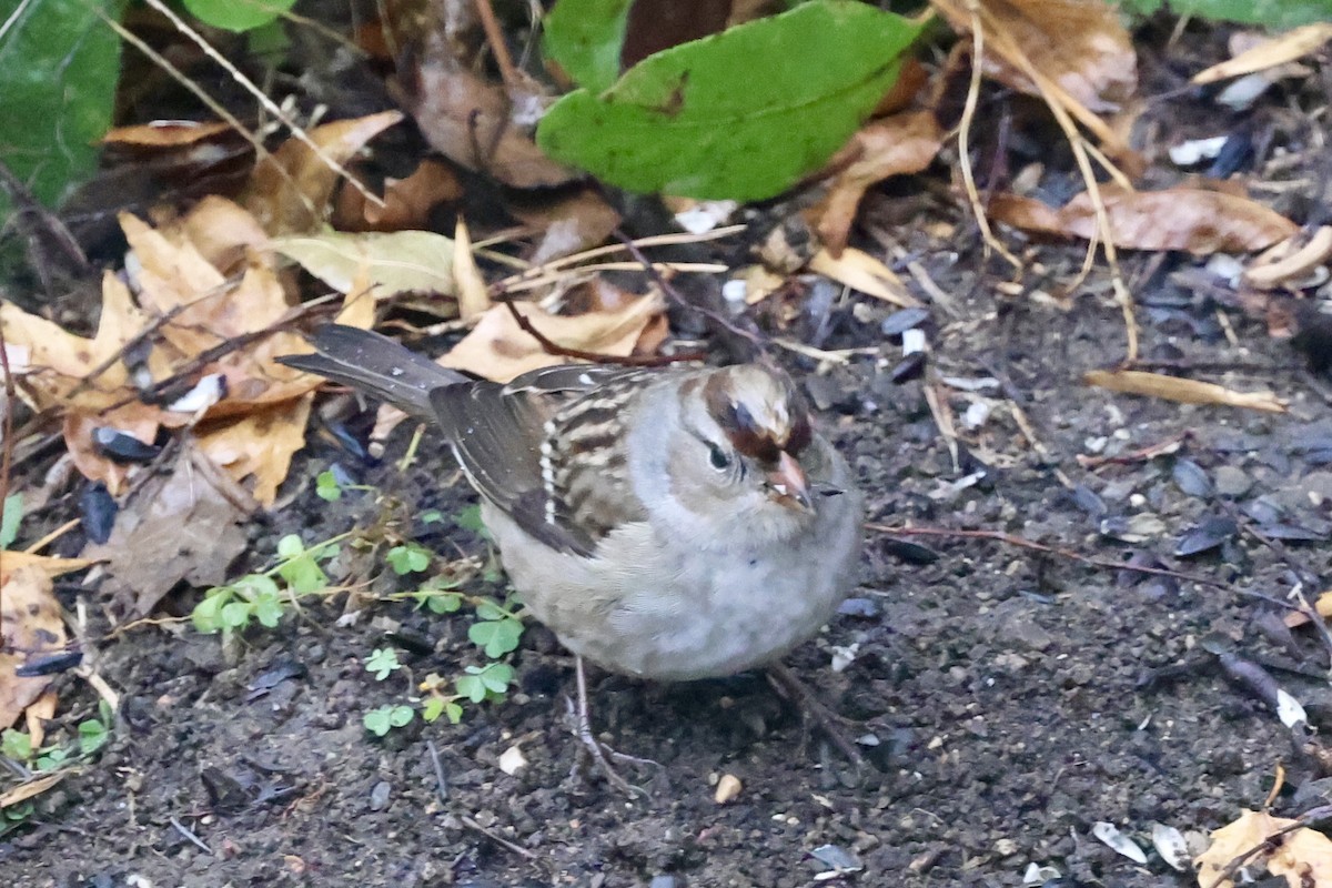White-crowned Sparrow - ML643500867