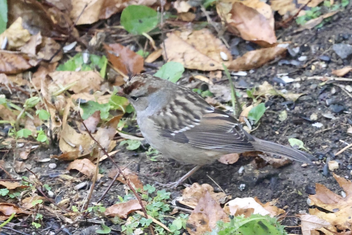 White-crowned Sparrow - ML643500868