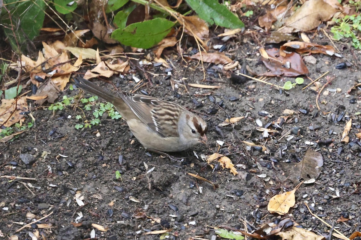 White-crowned Sparrow - ML643500869