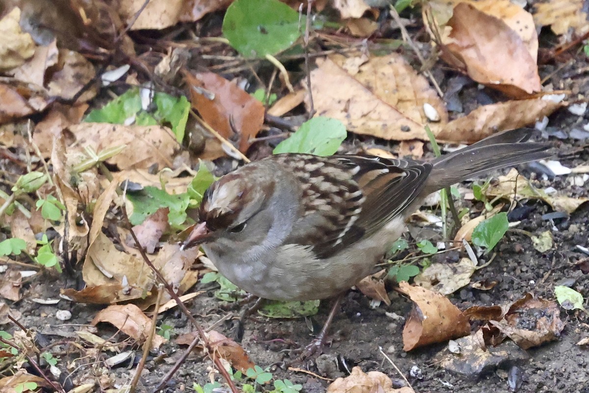 White-crowned Sparrow - ML643500870