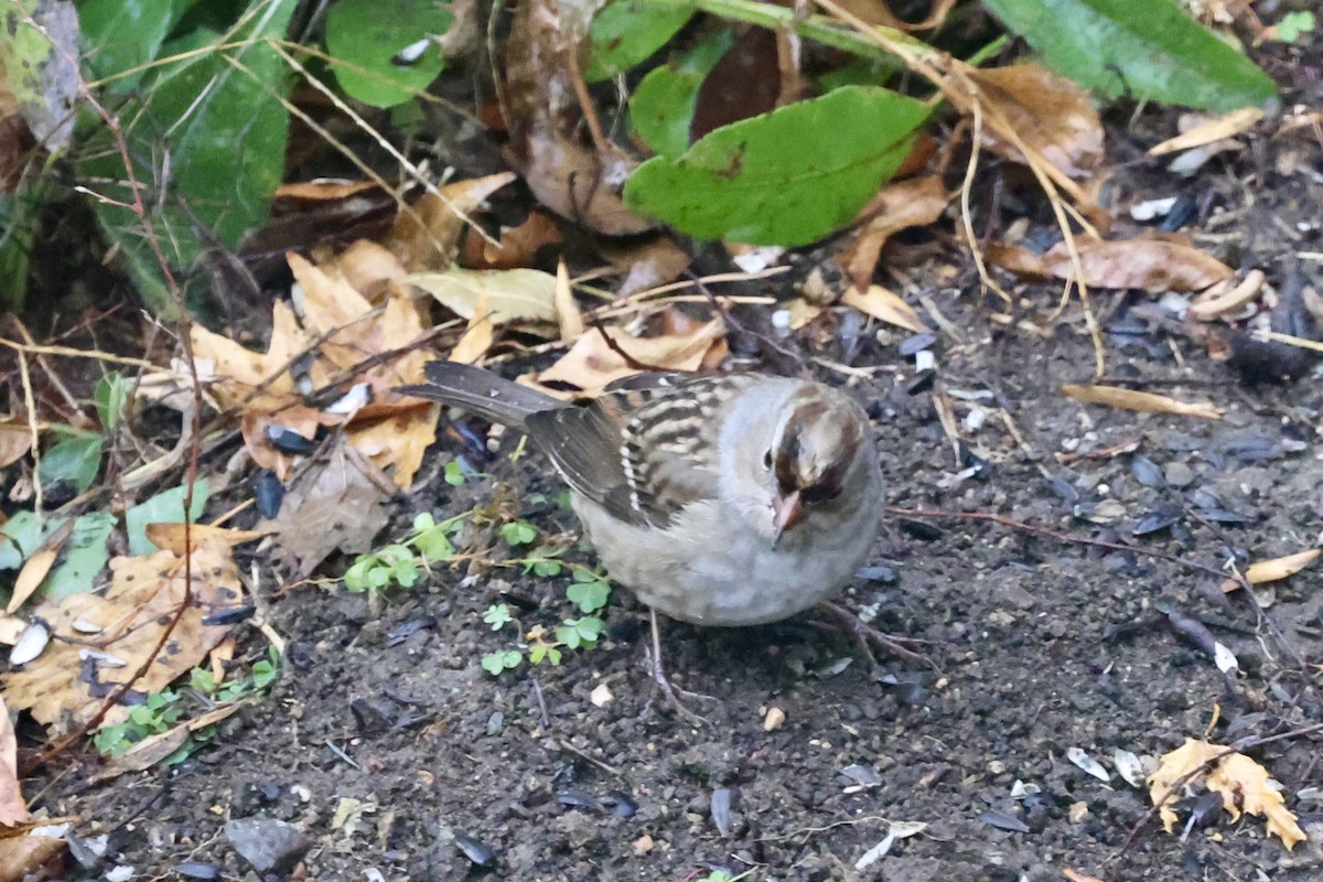 White-crowned Sparrow - ML643500871