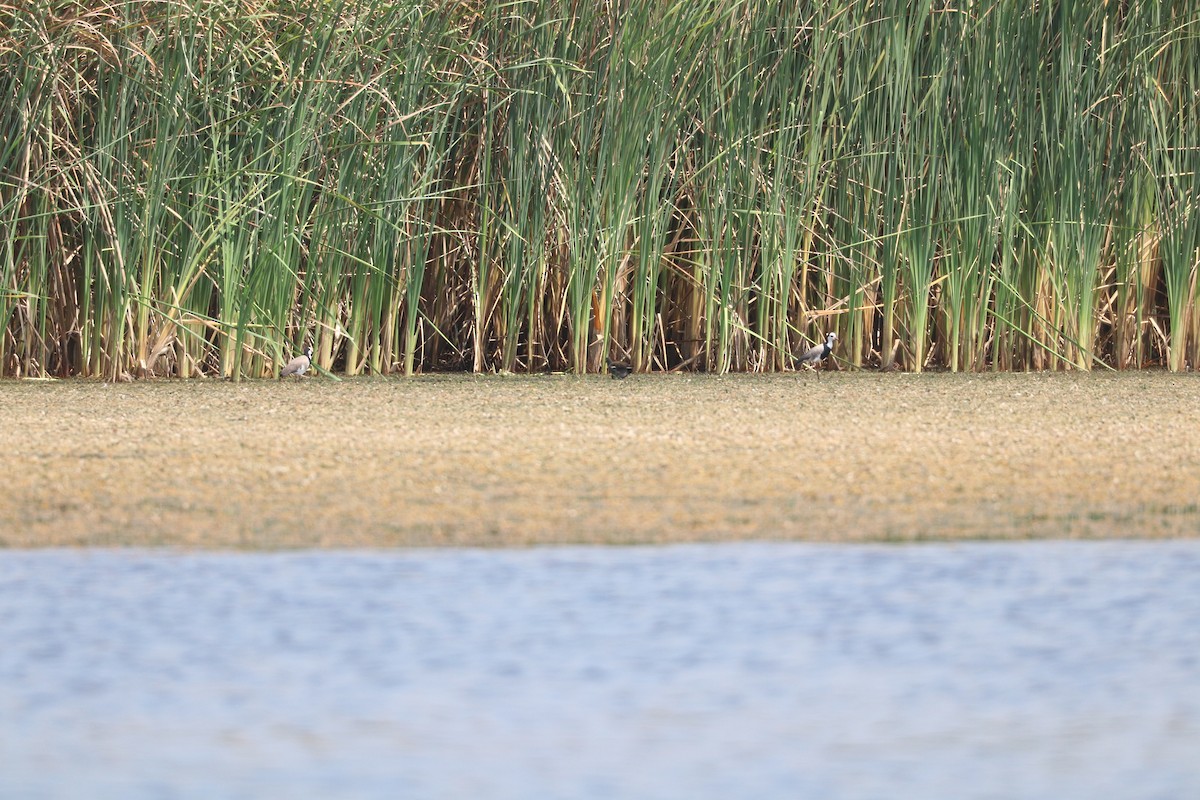 Long-toed Lapwing - ML643500874