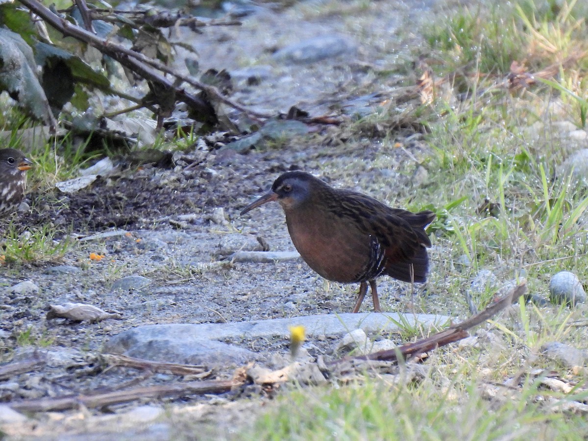 Virginia Rail - ML643500889