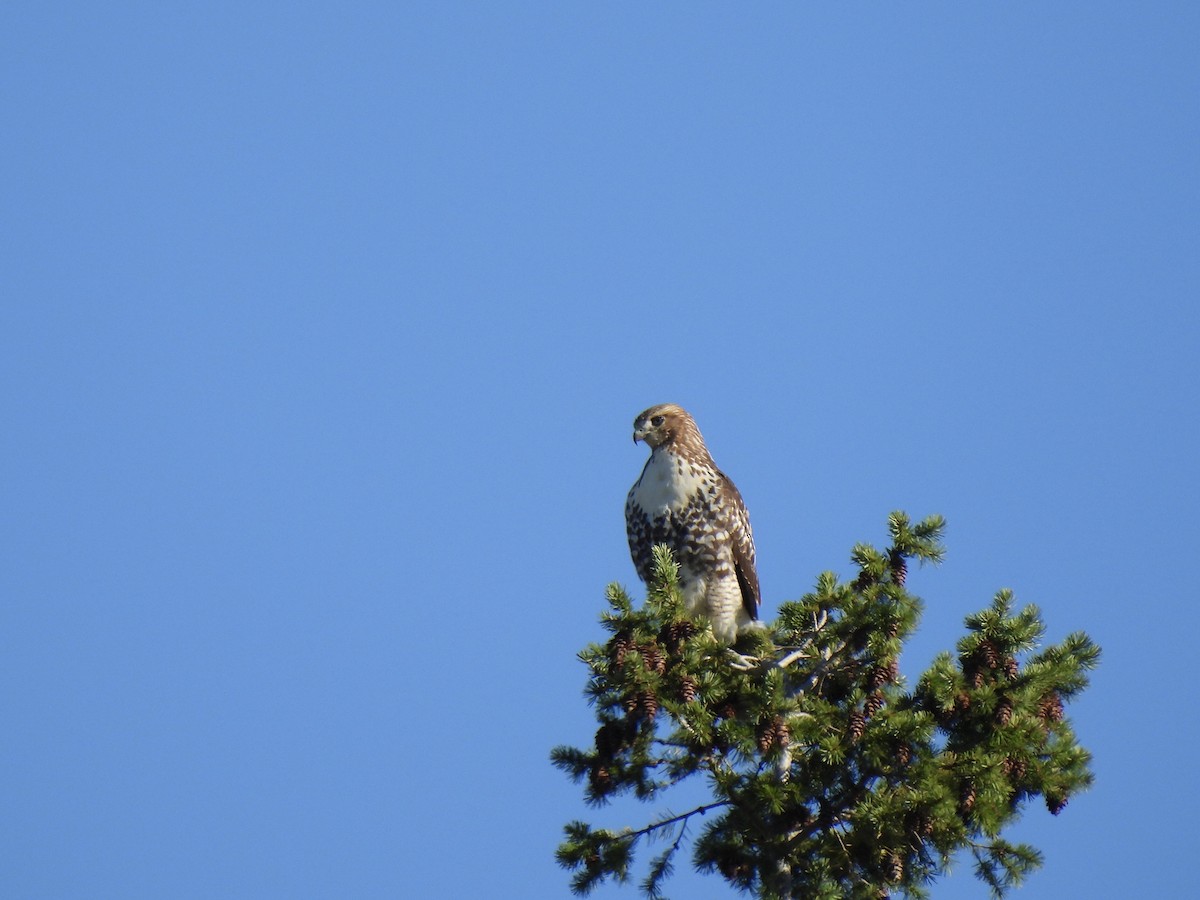 Red-tailed Hawk - ML643500900