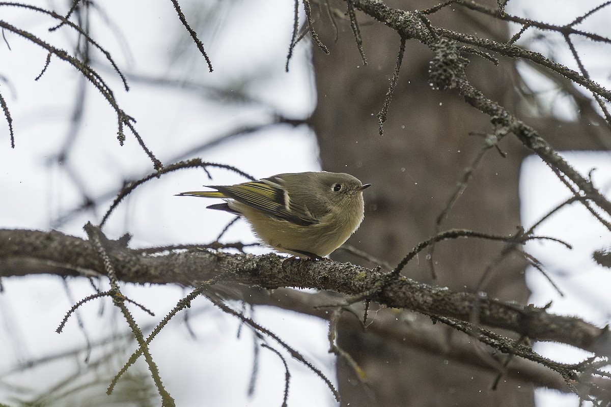 Ruby-crowned Kinglet - ML643500908