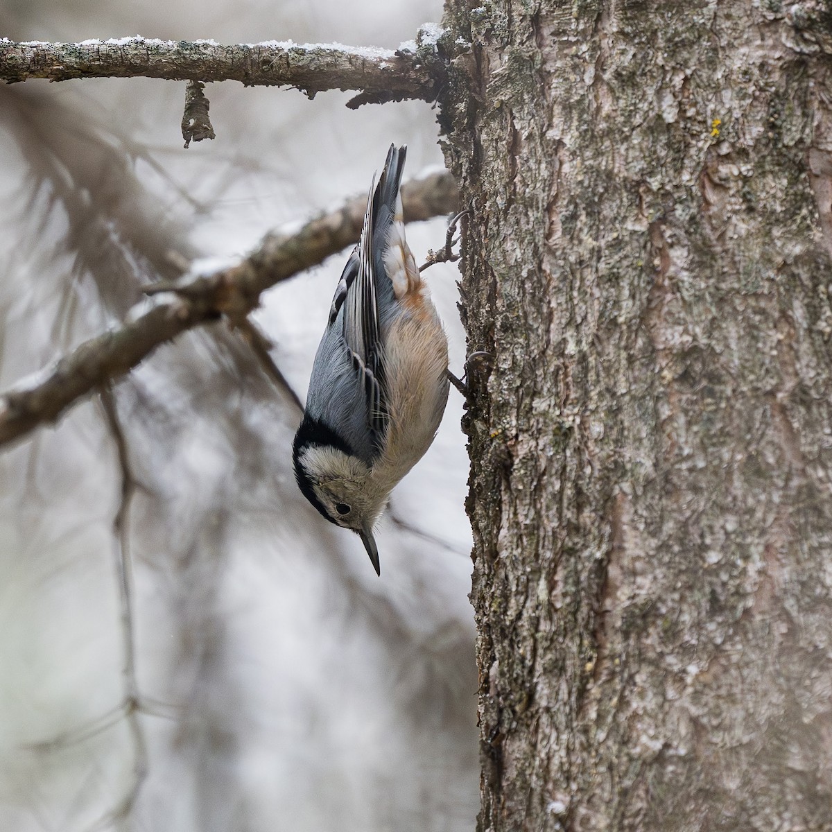 White-breasted Nuthatch - ML643500912