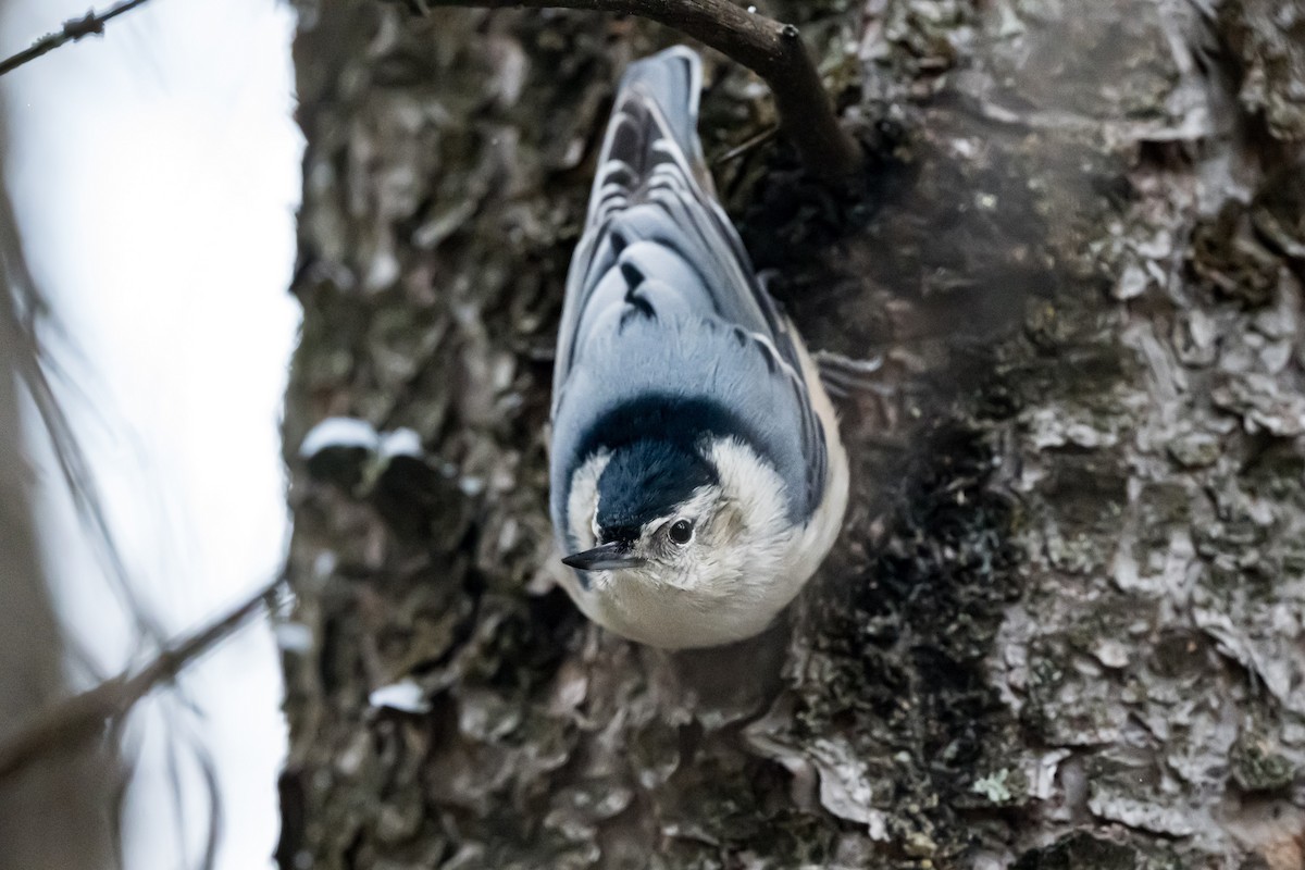 White-breasted Nuthatch - ML643500913