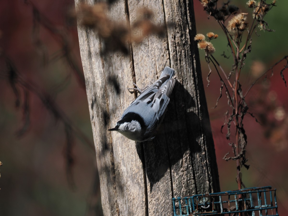White-breasted Nuthatch - ML643500930