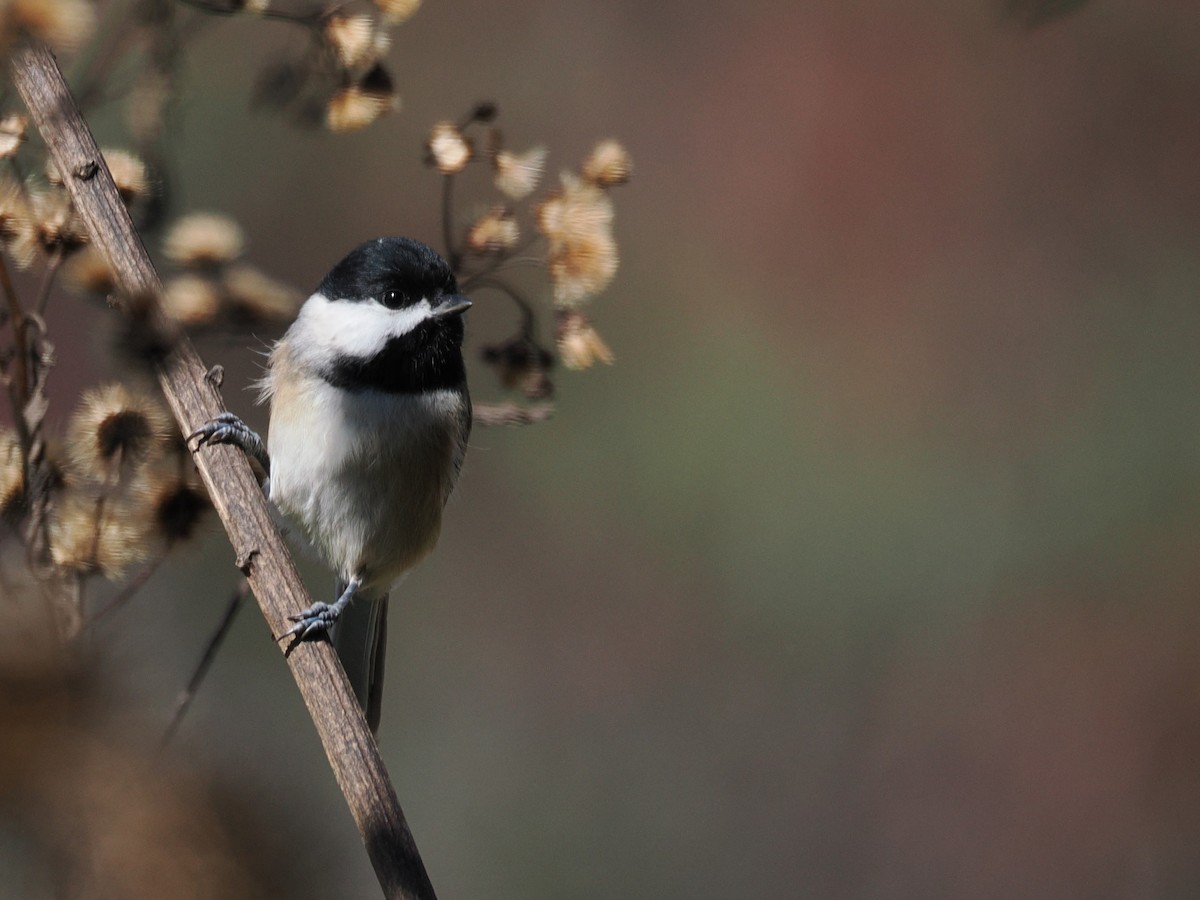 Carolina Chickadee - ML643500964