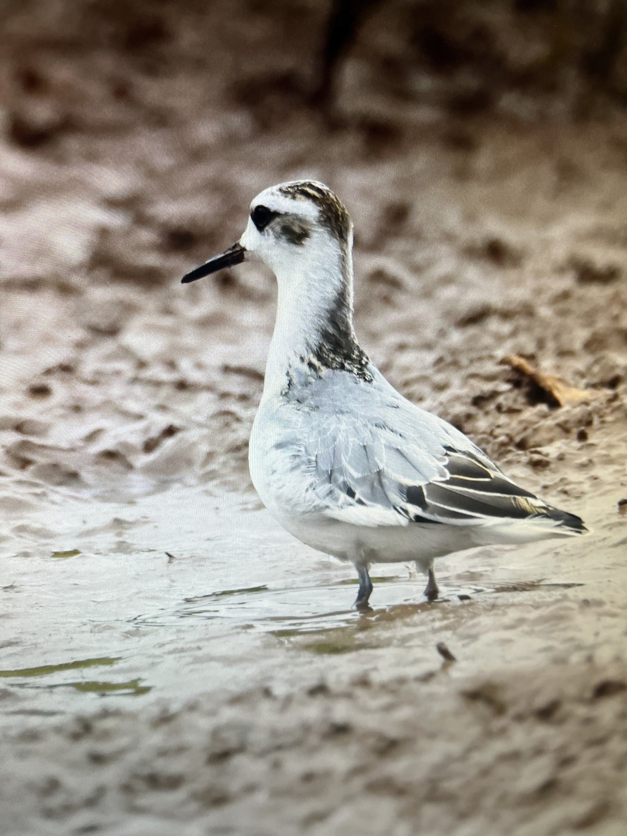 Red Phalarope - ML643500973