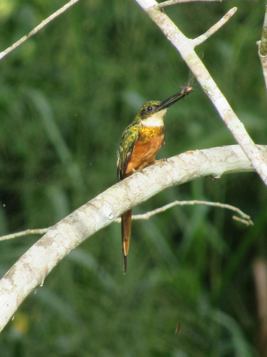 Rufous-tailed Jacamar - ML643500983
