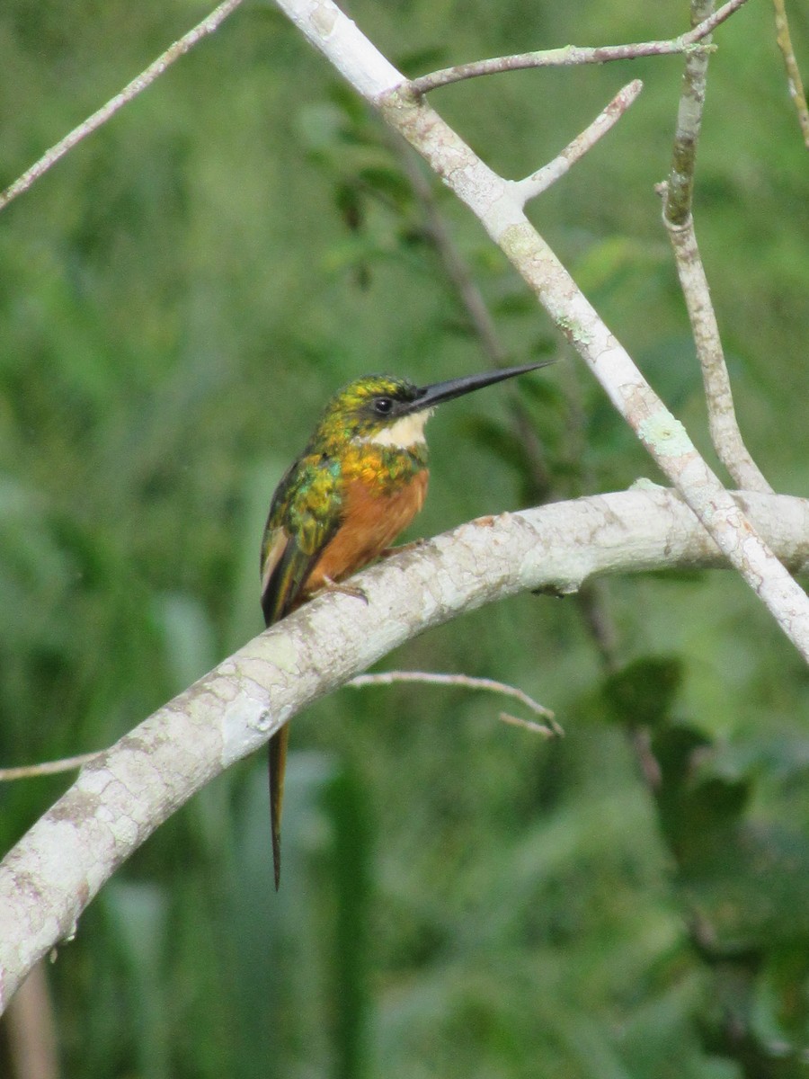 Rufous-tailed Jacamar - ML643500984