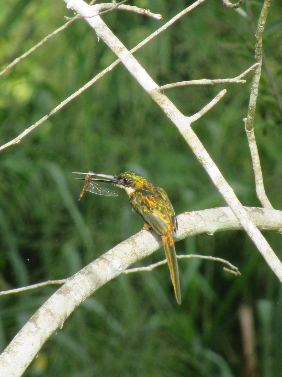 Rufous-tailed Jacamar - ML643500985