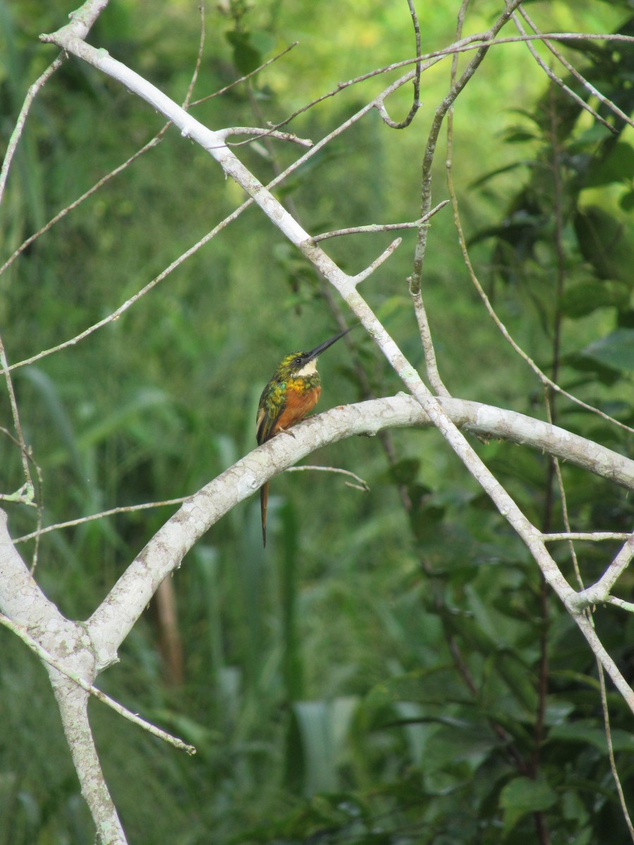 Rufous-tailed Jacamar - ML643500986