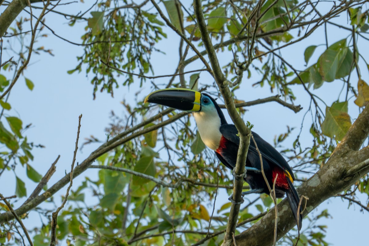 White-throated Toucan - ML643501024