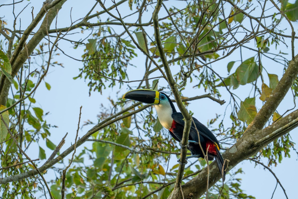 White-throated Toucan - ML643501025
